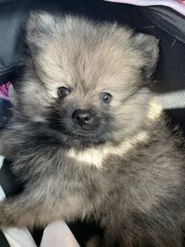 M.M 様のお迎えした子犬