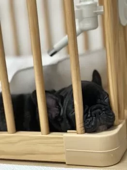K.A 様のお迎えした子犬