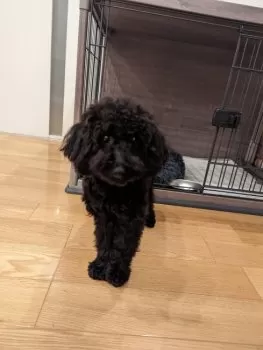 ざっぺ 様のお迎えした子犬