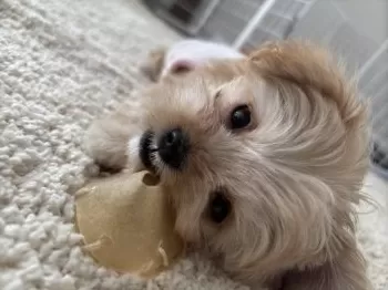 リサ 様のお迎えした子犬