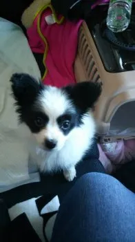 まろん 様のお迎えした子犬