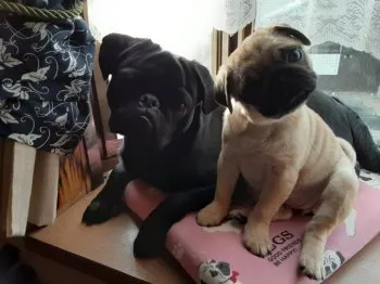 Hiriko 様のお迎えした子犬