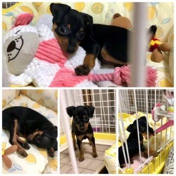 ViVi 様のお迎えした子犬