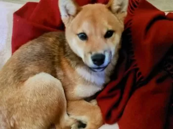 A.N 様のお迎えした子犬