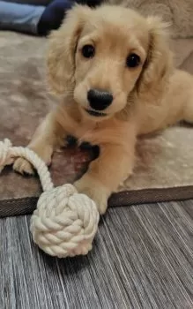 R.K 様のお迎えした子犬