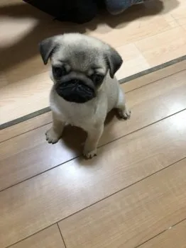 コタコス 様のお迎えした子犬