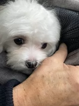 イズ 様のお迎えした子犬