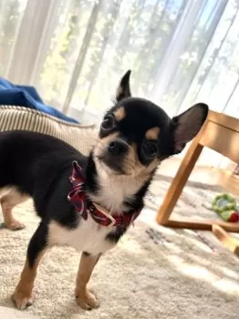 R.S 様のお迎えした子犬