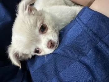 白うさ 様のお迎えした子犬