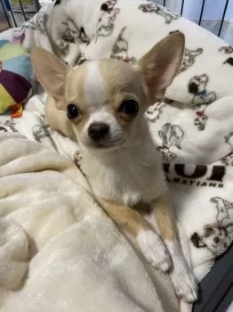 YOU 様のお迎えした子犬
