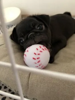 けいと 様のお迎えした子犬