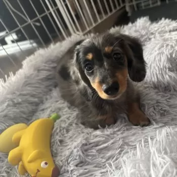 あー 様のお迎えした子犬