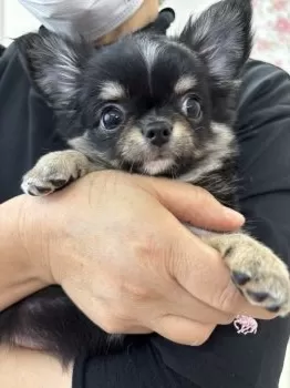 スズキ 様のお迎えした子犬