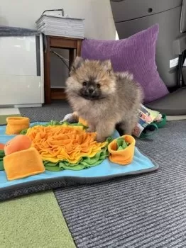 イソダ 様のお迎えした子犬