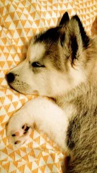 husk 様のお迎えした子犬