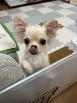 カトゥ 様のお迎えした子犬