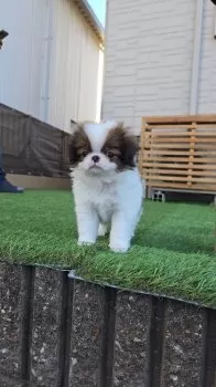 K.A 様のお迎えした子犬