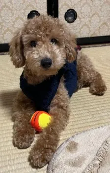 らびちゃん 様のお迎えした子犬