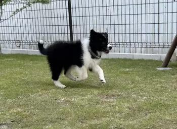 Y.H 様のお迎えした子犬