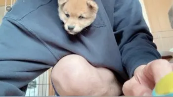 てつのかあちゃん 様のお迎えした子犬