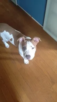オズリズ 様のお迎えした子犬