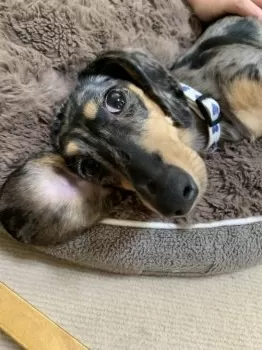 むむ 様のお迎えした子犬