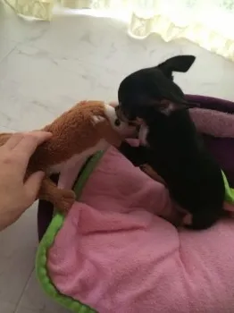 hina 様のお迎えした子犬