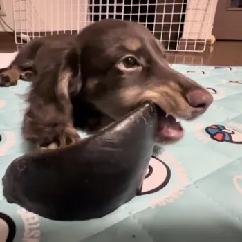 H.H 様のお迎えした子犬