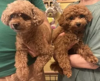 いっくん 様のお迎えした子犬