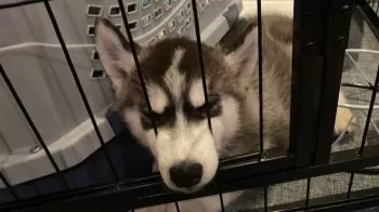 ハル 様のお迎えした子犬