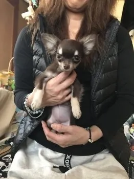 ココア❣️ 様のお迎えした子犬