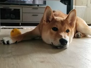 かず 様のお迎えした子犬