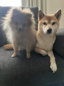 だいさく 様のお迎えした子犬
