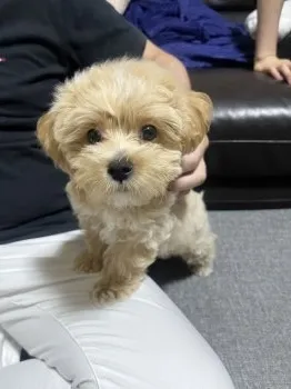 マイコ 様のお迎えした子犬