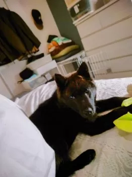 おにぎり 様のお迎えした子犬
