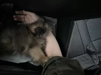 MK 様のお迎えした子犬