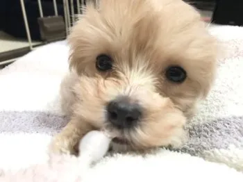 ラルフのパパ 様のお迎えした子犬