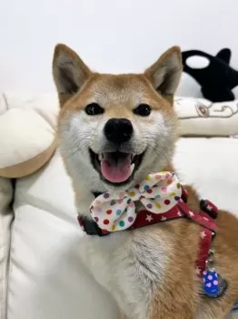 TAKAP 様のお迎えした子犬