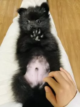 たのしい 様のお迎えした子犬