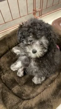 M.M 様のお迎えした子犬