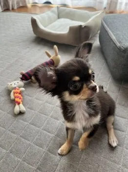 レオチル 様のお迎えした子犬