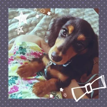 さぬー 様のお迎えした子犬