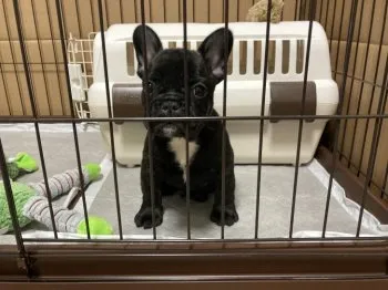 ちゃび太郎 様のお迎えした子犬