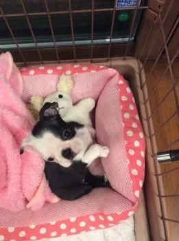 nini 様のお迎えした子犬