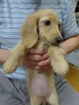 N 様のお迎えした子犬