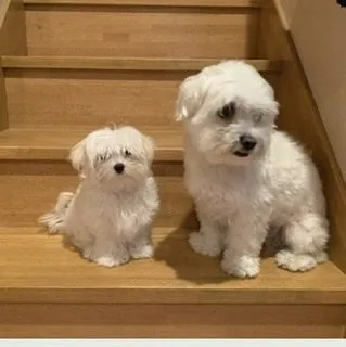 T.H 様のお迎えした子犬