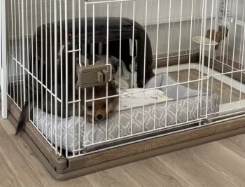 K.T 様のお迎えした子犬
