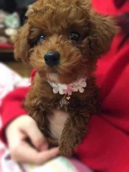 ぷりん 様のお迎えした子犬