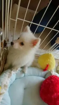 小毬ママ 様のお迎えした子犬