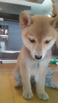 ミヤキ 様のお迎えした子犬